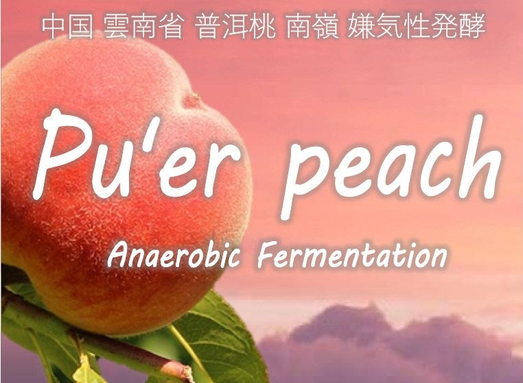 【メール便送料無料同梱不可】中国 プーアルピーチ アナエロビック Anerobic Fermentation